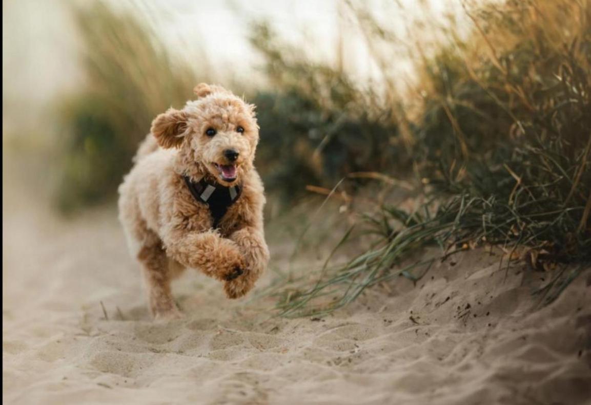 Eilandhotel Texel De Cocksdorp (Texel) Exterior foto Standard Event System Character Set image of a Standard Poodle